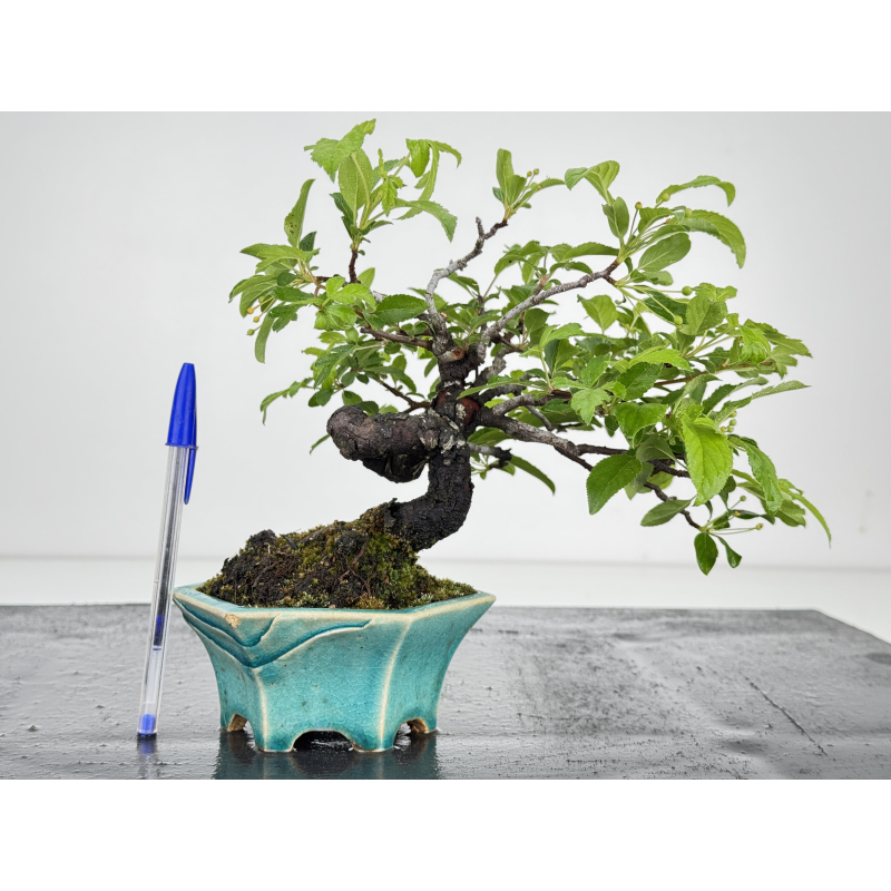 Malus -manzano- sieboldii I-8607