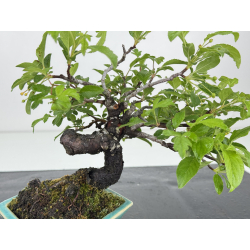Malus -manzano- sieboldii I-8607 vista 2