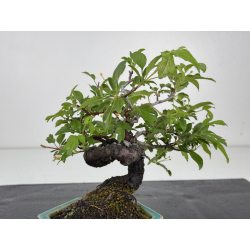 Malus -manzano- sieboldii I-8607 vista 3