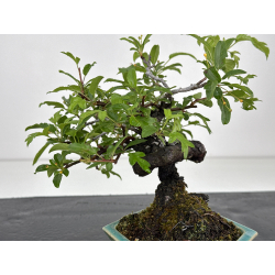 Malus -manzano- sieboldii I-8607 vista 4