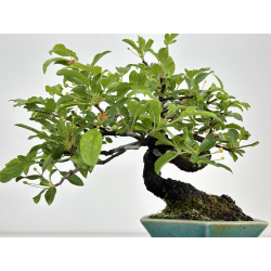 Malus -manzano- sieboldii I-8607 vista 5