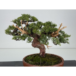 Juniperus chinensis itoigawa I-8610 view 3
