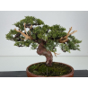 Juniperus chinensis itoigawa I-8610 view 3