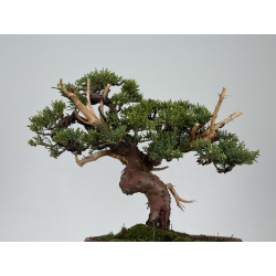 Juniperus chinensis itoigawa I-8610 view 4