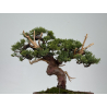 Juniperus chinensis itoigawa I-8610 view 4