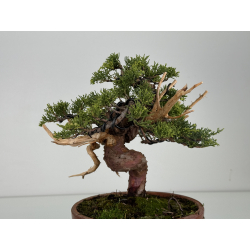 Juniperus chinensis itoigawa I-8610 view 2
