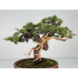 Juniperus chinensis itoigawa I-8610 view 5