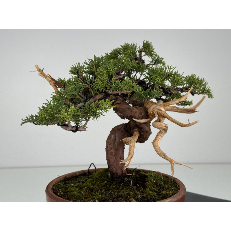 Juniperus chinensis itoigawa I-8610
