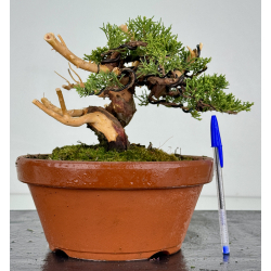 Juniperus chinensis itoigawa I-8611