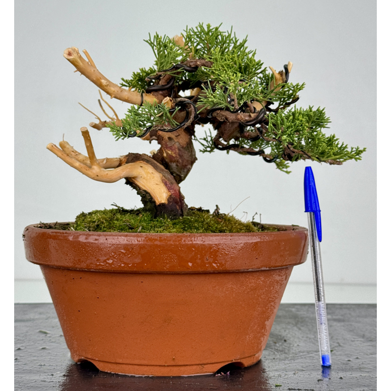 Juniperus chinensis itoigawa I-8611