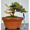 Juniperus chinensis itoigawa I-8611