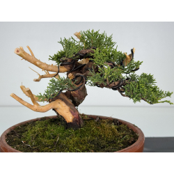 Juniperus chinensis itoigawa I-8611 view 2