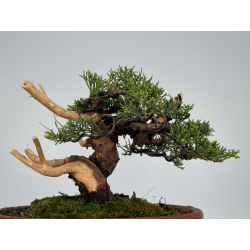 Juniperus chinensis itoigawa I-8611 view 3