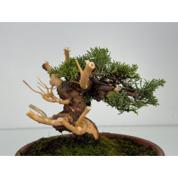 Juniperus chinensis itoigawa I-8611 view 4