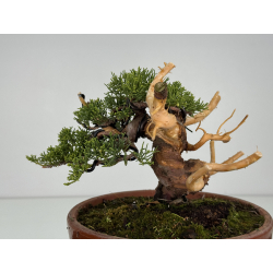Juniperus chinensis itoigawa I-8611 view 5