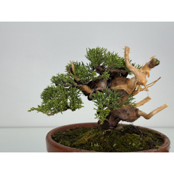 Juniperus chinensis itoigawa I-8611 view 6