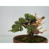 Juniperus chinensis itoigawa I-8611 view 6