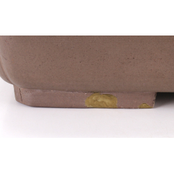 Bonsai pot JTA8817 REIHOU REIJI view 4
