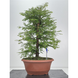 Metasequoia glyptostroboides I-8613