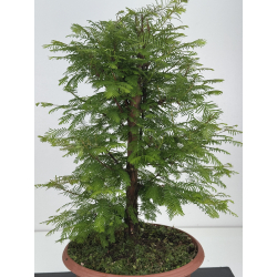 Metasequoia glyptostroboides I-8613 vista 2