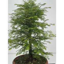 Metasequoia glyptostroboides I-8613 vista 3