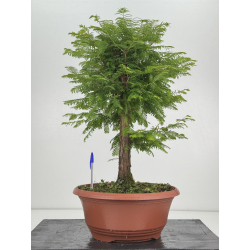 Metasequoia glyptostroboides I-8612