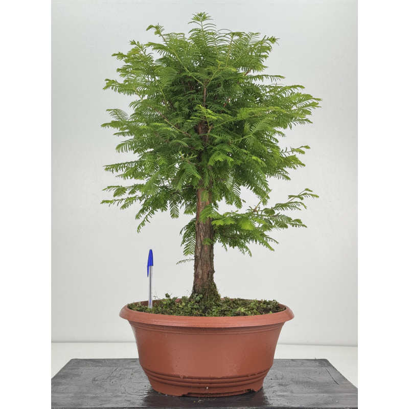 Metasequoia glyptostroboides I-8612