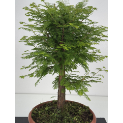 Metasequoia glyptostroboides I-8612 vista 2