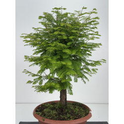 Metasequoia glyptostroboides I-8612 vista 3