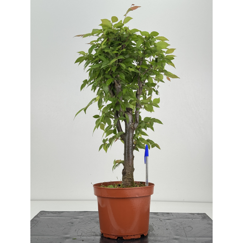 Zelkova serrata I-8614