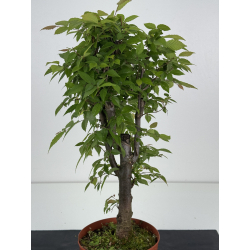 Zelkova serrata I-8614 vista 2