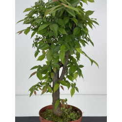 Zelkova serrata I-8614 vista 3