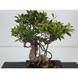 Ficus retusa I-8615 vista 2