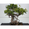 Ficus retusa I-8615 view 2