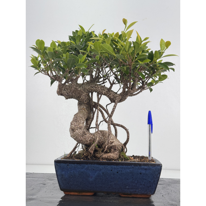 Ficus retusa I-8615