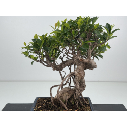 Ficus retusa I-8615 vista 3