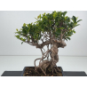 Ficus retusa I-8615 view 3