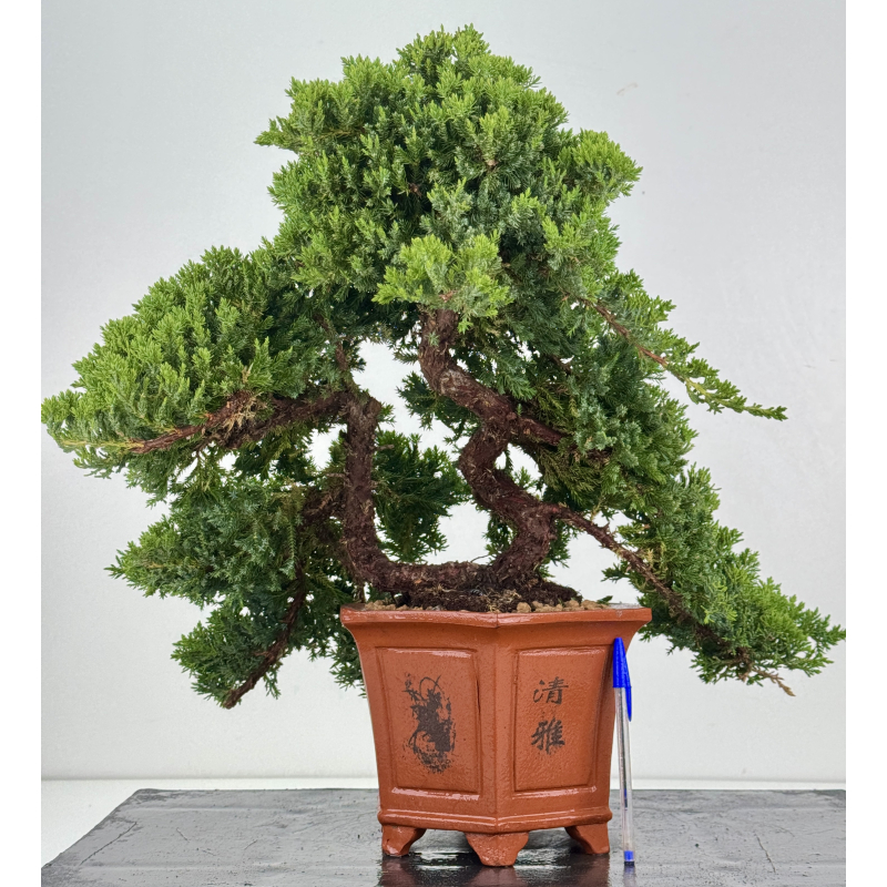 Juniperus procumbens nana -sonare-  I-8616
