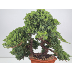 Juniperus procumbens nana -sonare-  I-8616 vista 2
