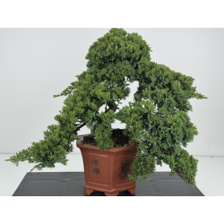 Juniperus procumbens nana -sonare-  I-8616 vista 3