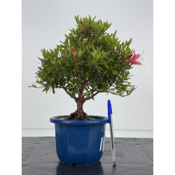 Azalea I-8617