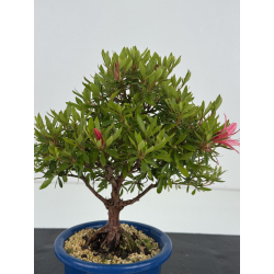 Azalea I-8617 vista 2