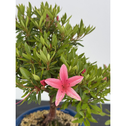 Azalea I-8617 vista 3
