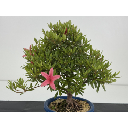Azalea I-8617 vista 4