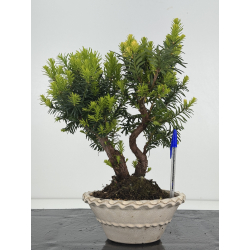 Taxus -tejo- media I-8618