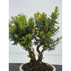 Taxus -tejo- media I-8618 vista 2