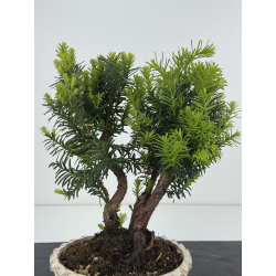 Taxus -tejo- media I-8618 vista 3