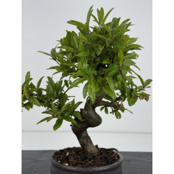 Punica granatum -granado- nejikan I-8619 vista 2