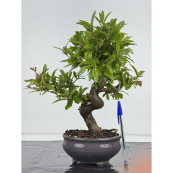Punica granatum -granado- nejikan I-8619