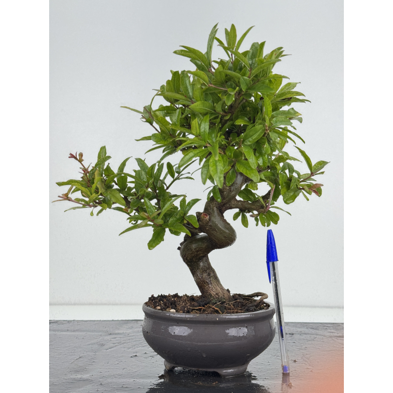 Punica granatum -granado- nejikan I-8619